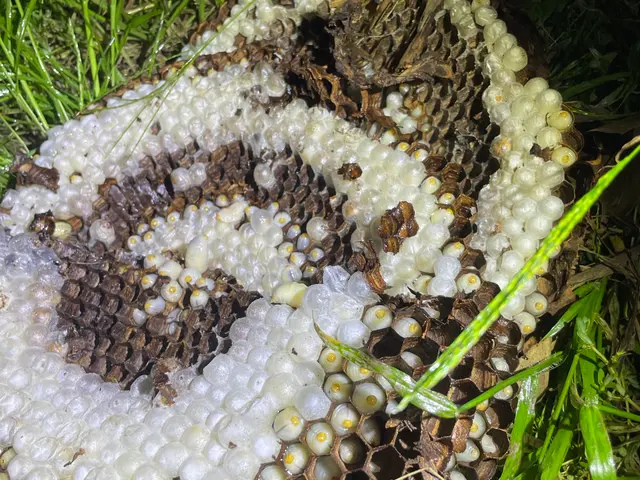 藤キング【蜂駆除プロハンター】限定キャンペーン即日、当日対応おまかせください！サービスの画像