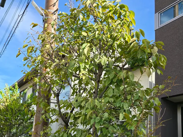 毛虫・チャドクガ駆除サービスの画像