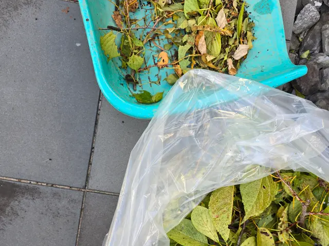 毛虫・チャドクガ駆除サービスの画像