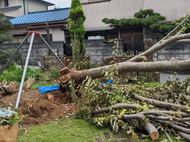 伸び放題の庭木はありませんか？チェーンソーなるべく使わない伐採で安全に切ります。サービスの画像