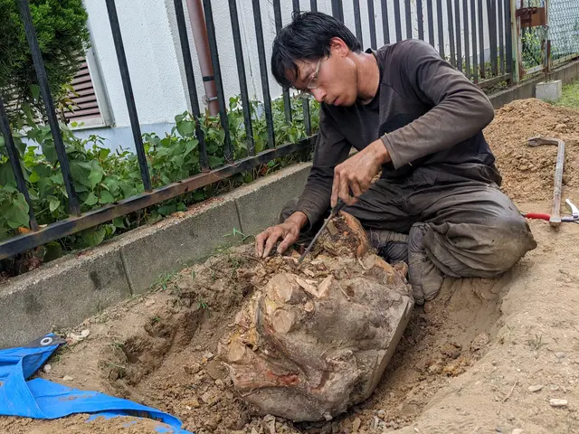 伸び放題の庭木はありませんか？チェーンソーなるべく使わない伐採で安全に切ります。サービスの画像