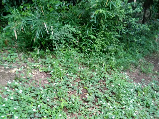 【年中無休営業】基本、根から雑草を抜きます。雑草の種類により金額が変わります。サービスの画像