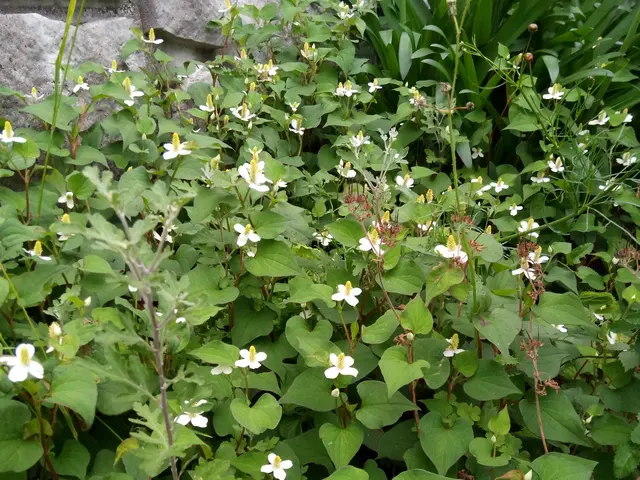 【年中無休営業】基本、根から雑草を抜きます。雑草の種類により金額が変わります。サービスの画像