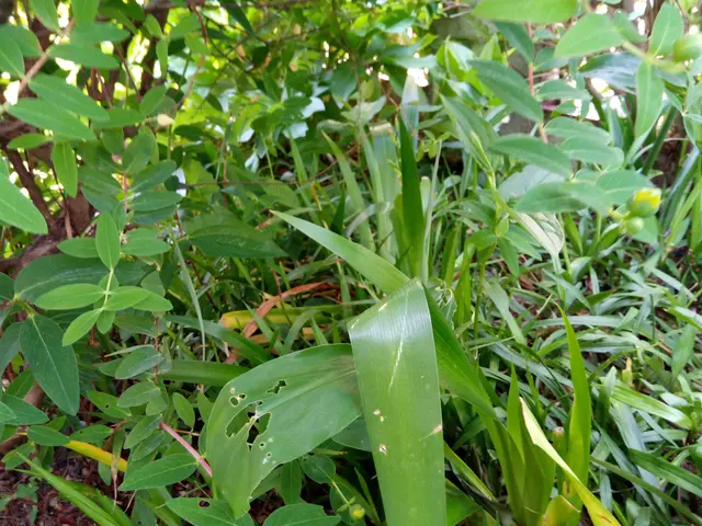 【年中無休営業】基本、根から雑草を抜きます。雑草の種類により金額が変わります。サービスの画像