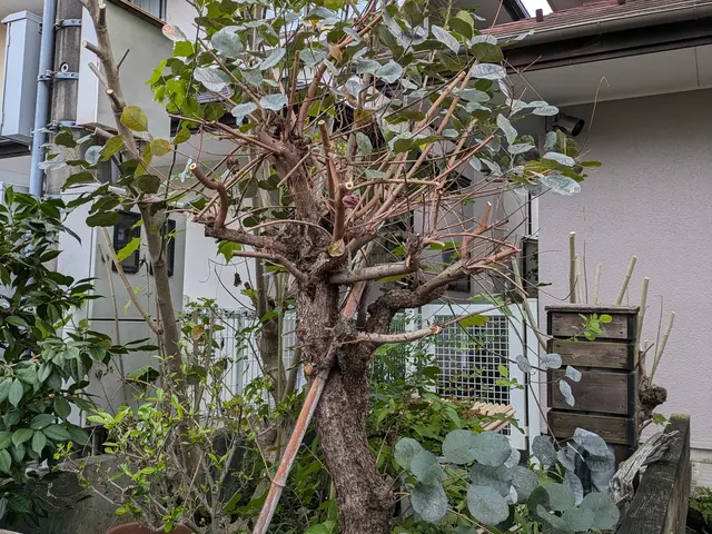 庭木をすっきりサッパリと剪定！ご要望伺います 空き家OK 立会なしも可能です！サービスの画像