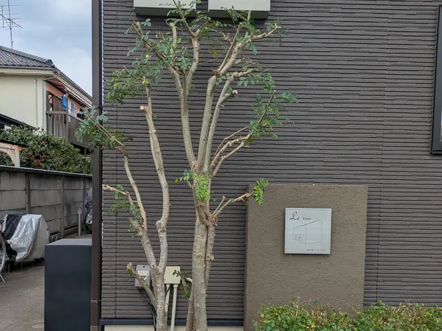 庭木をすっきりサッパリと剪定！ご要望伺います 空き家OK 立会なしも可能です！サービスの画像