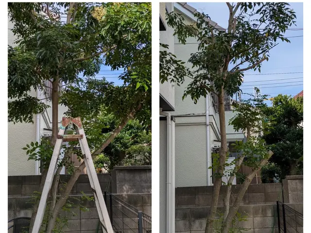 庭木をすっきりサッパリと剪定！ご要望伺います 空き家OK 立会なしも可能です！サービスの画像