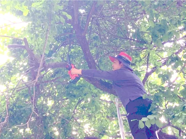 庭木をすっきりサッパリと剪定！ご要望伺います 空き家OK 立会なしも可能です！サービスの画像