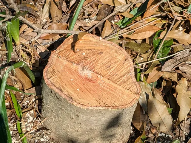 庭木をすっきりサッパリと剪定！ご要望伺います 空き家OK 立会なしも可能です！サービスの画像