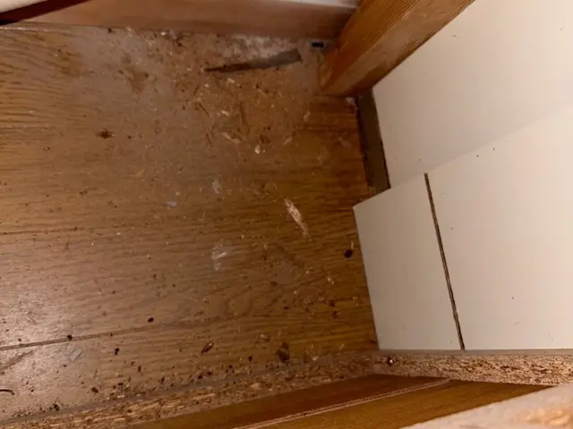 24h/即日対応可能！有資格者によるクモ駆除、対策！もう見たくないを実現します！サービスの画像