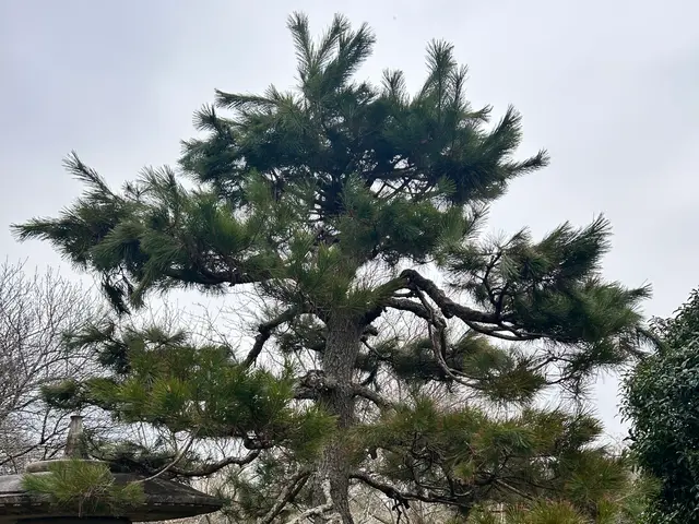 和風、洋風、自然樹形も！豊富な経験が生み出す希望を叶える匠技！サービスの画像