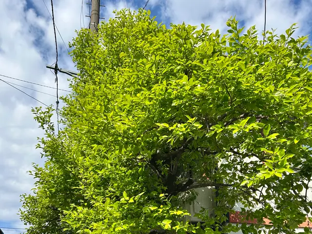 和風、洋風、自然樹形も！豊富な経験が生み出す希望を叶える匠技！サービスの画像