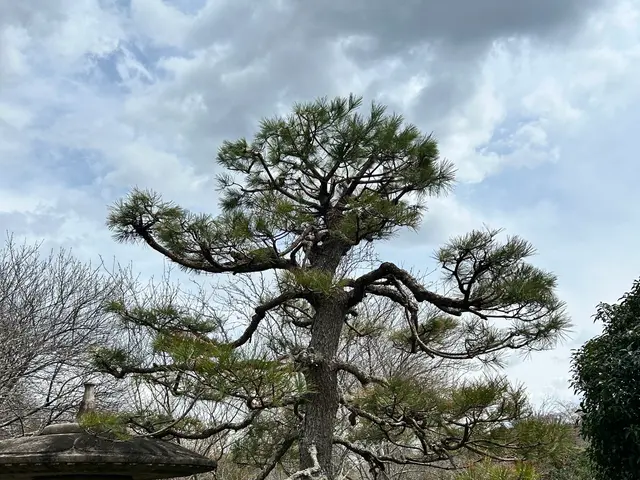 和風、洋風、自然樹形も！豊富な経験が生み出す希望を叶える匠技！サービスの画像