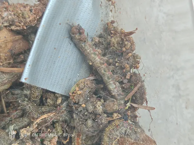 気づいたらいっぱいいる毛虫を駆除致します！予防薬散布・アフタフォローも万全です！サービスの画像