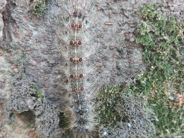 気づいたらいっぱいいる毛虫を駆除致します！予防薬散布・アフタフォローも万全です！サービスの画像