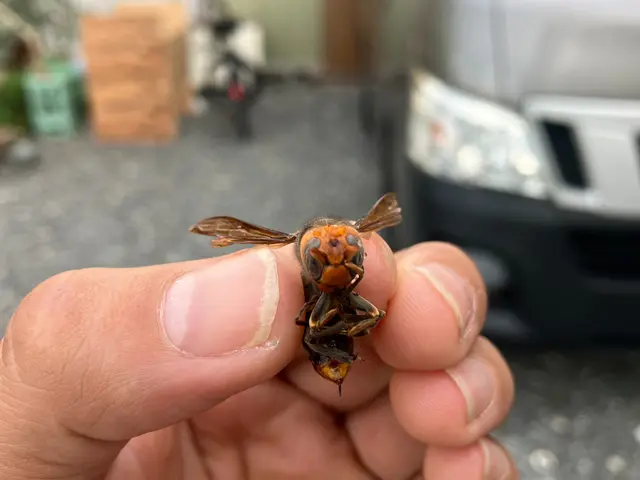 【即日対応可能】福岡でハチ駆除スズメバチ、アシナガバチお任せ下さい！サービスの画像