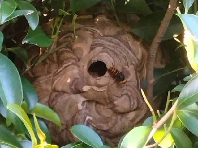 【即日対応可能】福岡でハチ駆除スズメバチ、アシナガバチお任せ下さい！サービスの画像