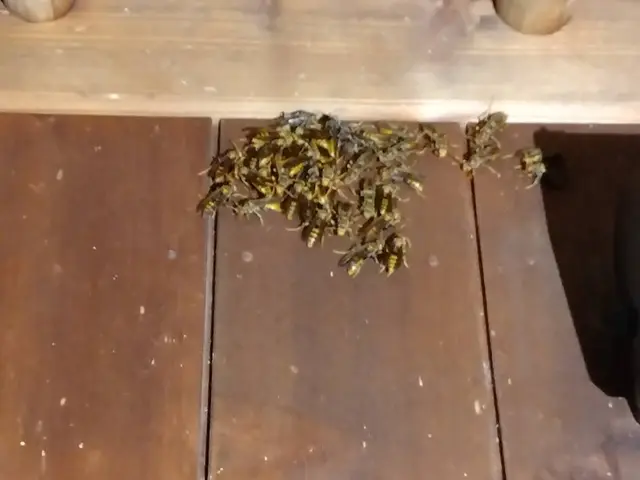 【即日対応可能】福岡でハチ駆除スズメバチ、アシナガバチお任せ下さい！サービスの画像