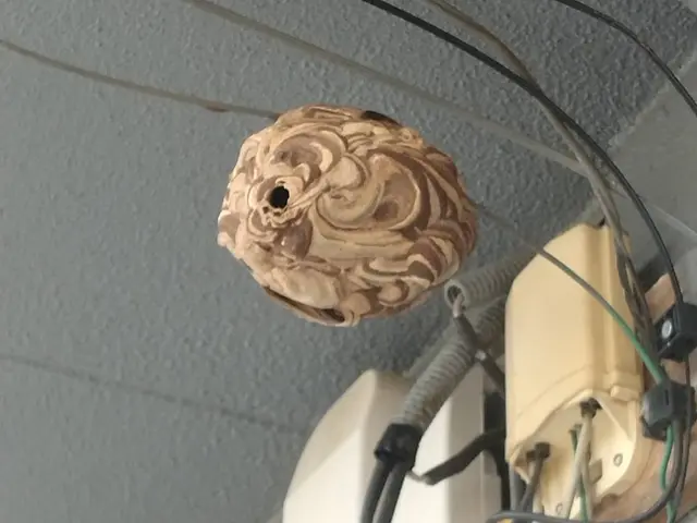 【即日対応可能】福岡でハチ駆除スズメバチ、アシナガバチお任せ下さい！サービスの画像