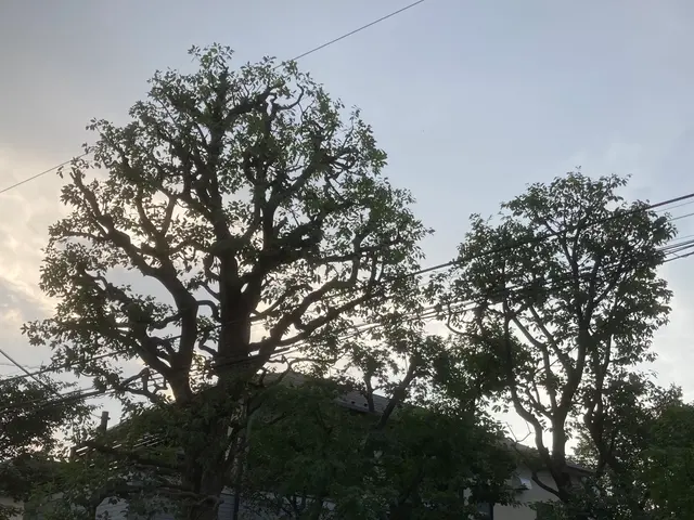 庭木の剪定お任せ下さい◯1級造園技能士◯確かな技術と丁寧な対応で安心サービスの画像