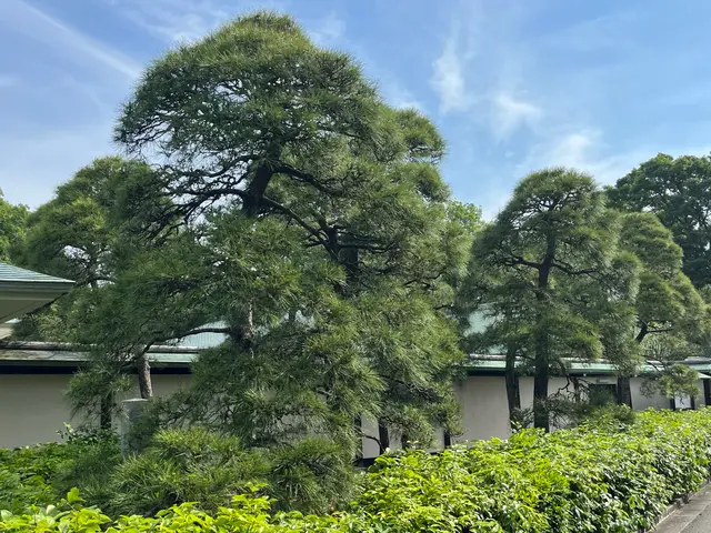 庭木の剪定お任せ下さい◯1級造園技能士◯確かな技術と丁寧な対応で安心サービスの画像