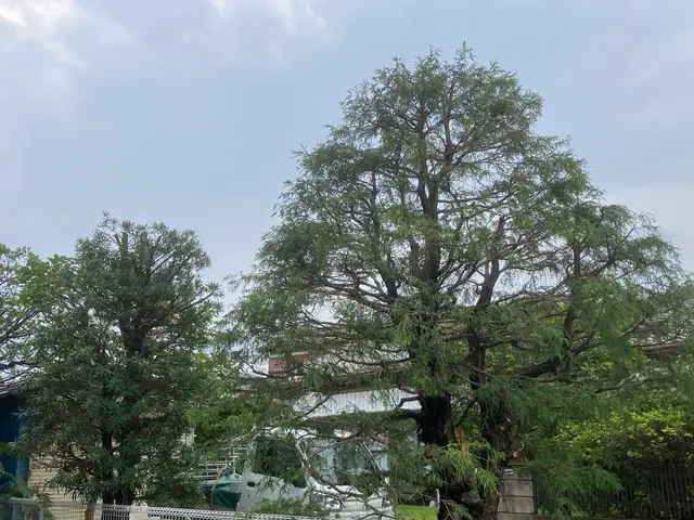 庭木の剪定お任せ下さい◯1級造園技能士◯確かな技術と丁寧な対応で安心サービスの画像