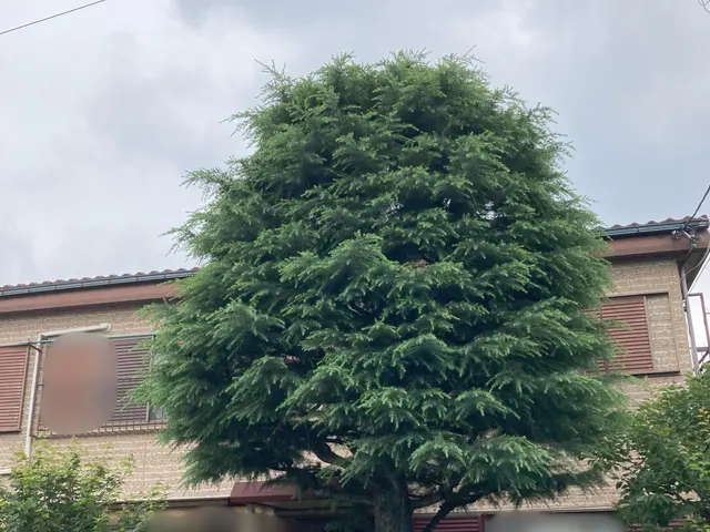 庭木の剪定お任せ下さい◯1級造園技能士◯確かな技術と丁寧な対応で安心サービスの画像