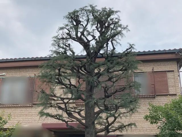 庭木の剪定お任せ下さい◯1級造園技能士◯確かな技術と丁寧な対応で安心サービスの画像