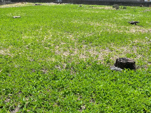 ☆庭木１本〜全体まで、初めての方も安心してお気軽にご相談ください！『迅速＆格安』サービスの画像