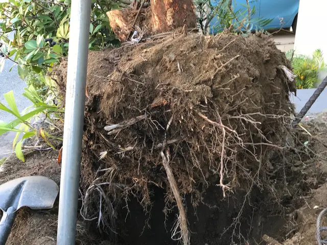 ☆庭木１本〜全体まで、初めての方も安心してお気軽にご相談ください！『迅速＆格安』サービスの画像