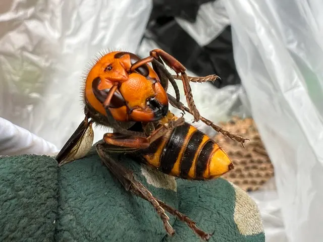 #即日、翌日も対応可#2ヶ月再発保証あり＃アシナガバチ11,000円〜サービスの画像