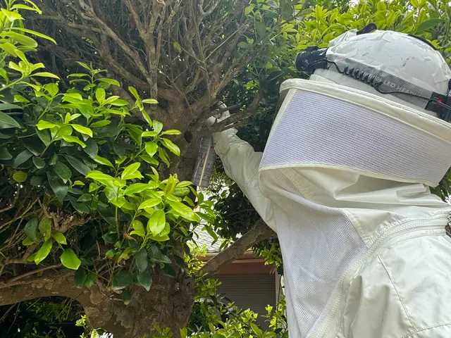 #即日、翌日も対応可#2ヶ月再発保証あり＃アシナガバチ11,000円〜サービスの画像