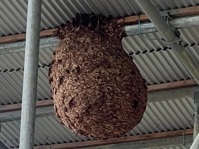 #即日、翌日も対応可#2ヶ月再発保証あり＃アシナガバチ11,000円〜サービスの画像