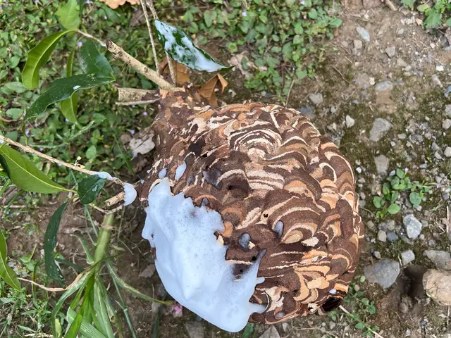 #即日、翌日も対応可#2ヶ月再発保証あり＃アシナガバチ11,000円〜サービスの画像