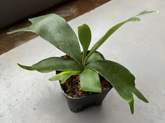 お気軽にご相談ください！鉢の植替えサービス！サービスの画像