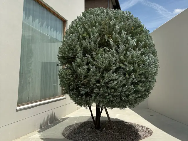 《庭師》【早いレスポンス】【仕事迅速丁寧】◆信頼と実績の10年！◇12月受付中！サービスの画像