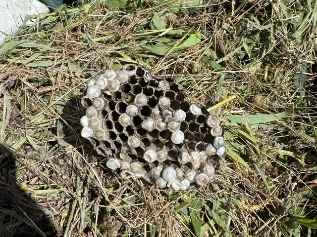 アシナガバチからスズメバチまで！蜂の巣駆除します！サービスの画像