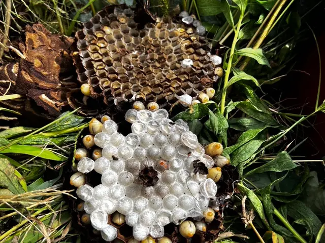 アシナガバチからスズメバチまで！蜂の巣駆除します！サービスの画像