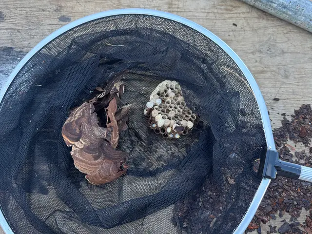 アシナガバチからスズメバチまで！蜂の巣駆除します！サービスの画像