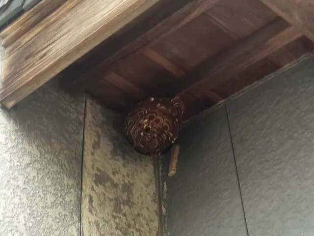 アシナガバチからスズメバチまで！蜂の巣駆除します！サービスの画像