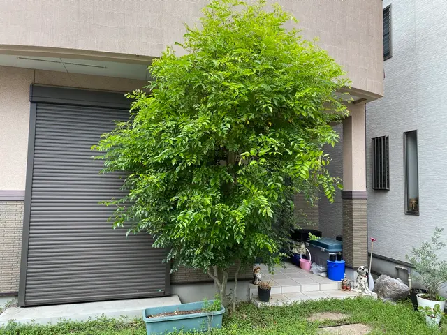 剪定オタク24歳フレッシュな店主が丁寧に対応します。サービスの画像