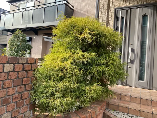 剪定オタクフレッシュな店主が丁寧に対応します。サービスの画像