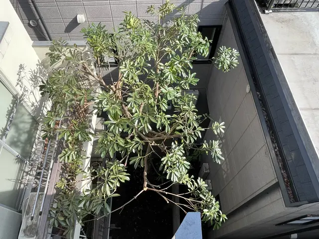 大切な庭木をキレイに整えます。経験と知識を活かして迅速丁寧に作業いたします！サービスの画像