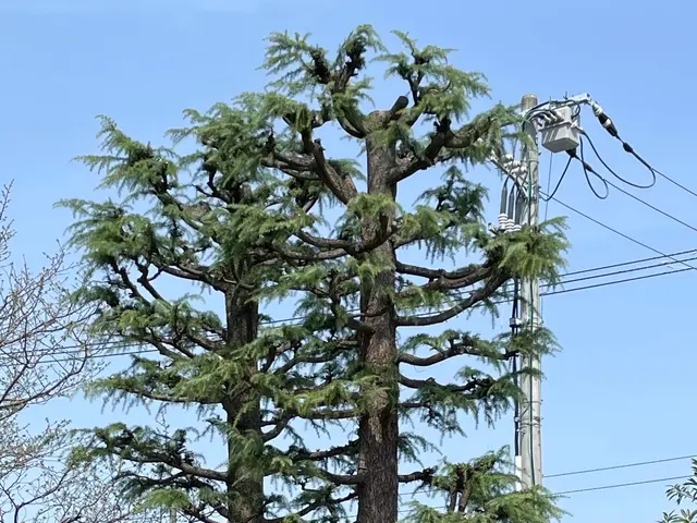 大切な庭木をキレイに整えます。経験と知識を活かして迅速丁寧に作業いたします！サービスの画像