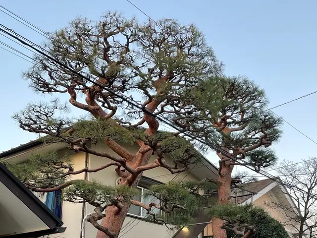 大切な庭木をキレイに整えます。経験と知識を活かして迅速丁寧に作業いたします！サービスの画像