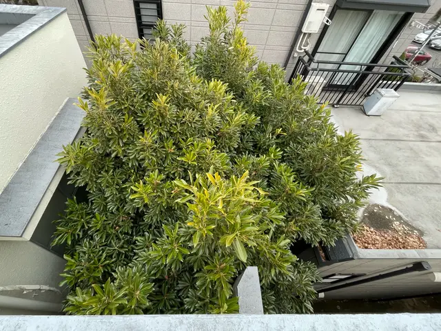 大切な庭木をキレイに整えます。経験と知識を活かして迅速丁寧に作業いたします！サービスの画像