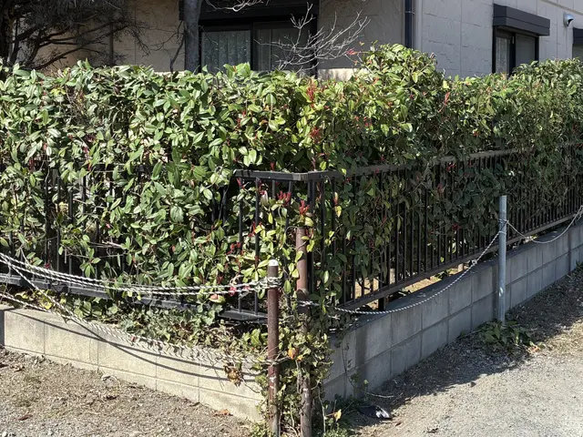 お気軽にご依頼ください！生垣刈込みます！サービスの画像