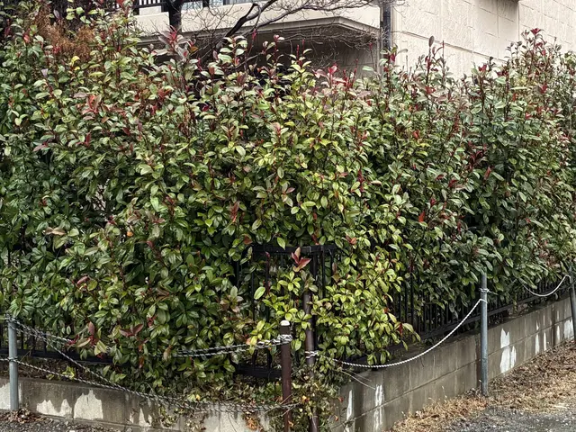 お気軽にご依頼ください！生垣刈込みます！サービスの画像