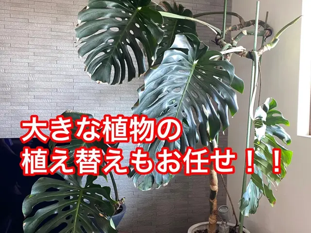 【樹医資格者】もう植物を枯らさない！植物のお医者さんによる植替え・診察サービスの画像
