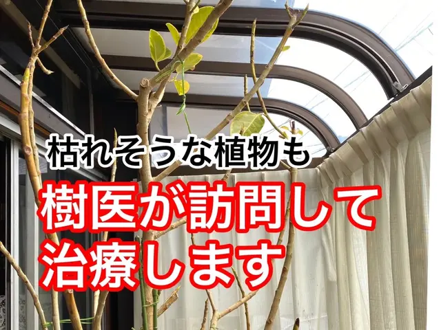 【樹医資格者】もう植物を枯らさない！植物のお医者さんによる植替え・診察サービスの画像
